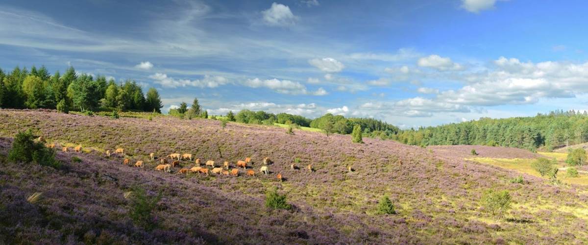 Plateau de Millevaches-carousel