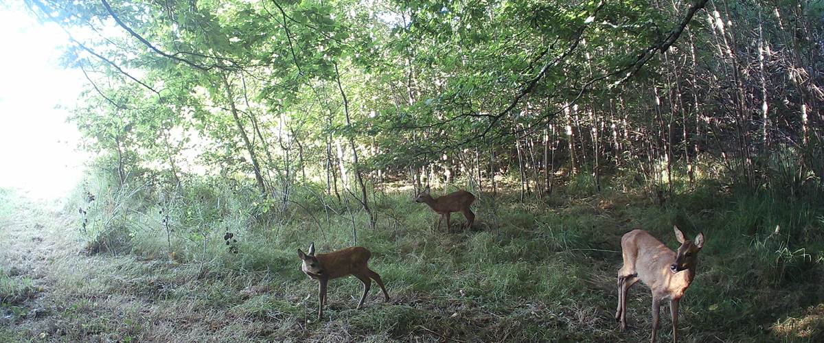 La Petite Famille de Chevreuils qui vient régulièrement à l'étang