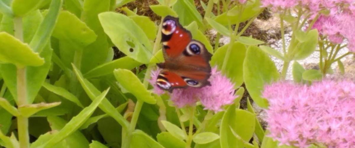 Papillon a admirer au jardin