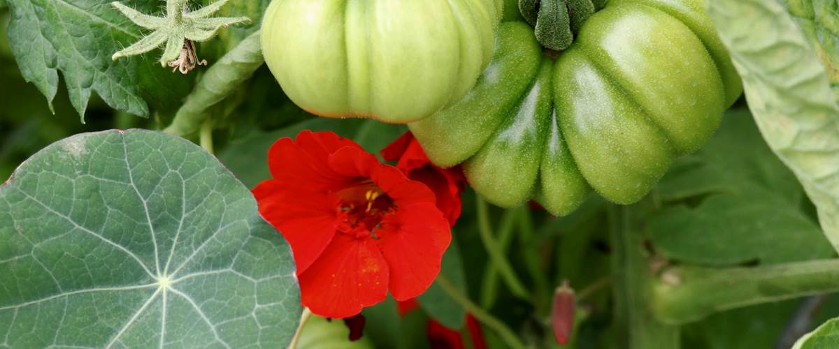 potager tomates-carousel