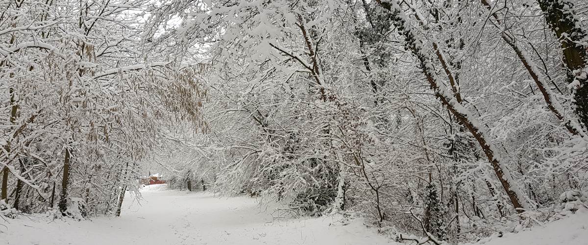 BALADE HIVERNALE DANS LE BOIS A 300M DE CHEZ NOUS