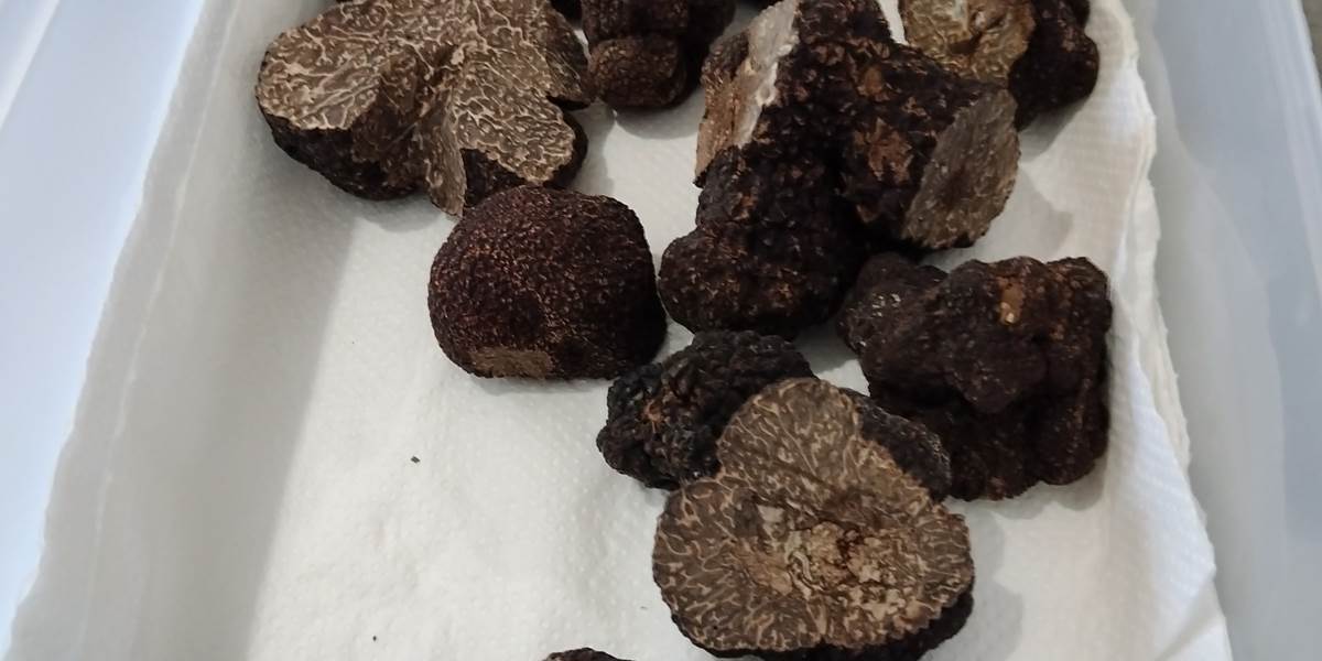 Découverte de la truffe Audoise