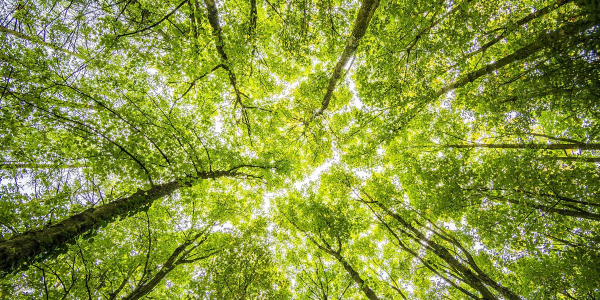 Forêt