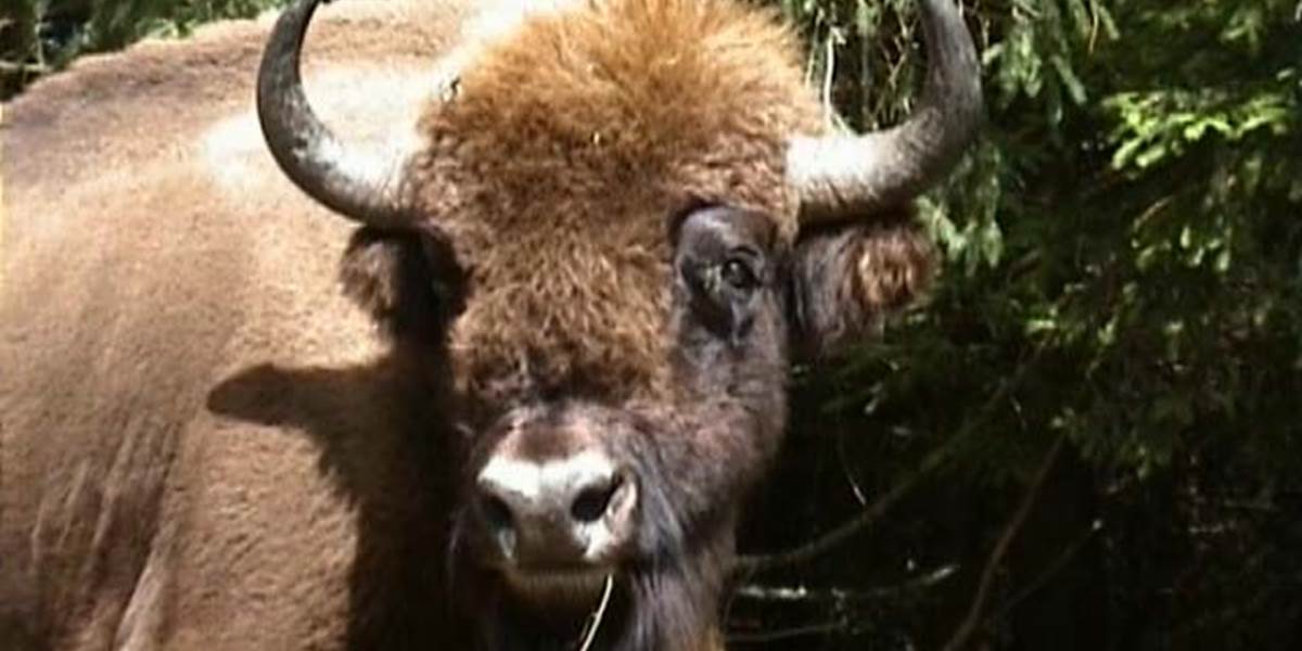 BISON 2