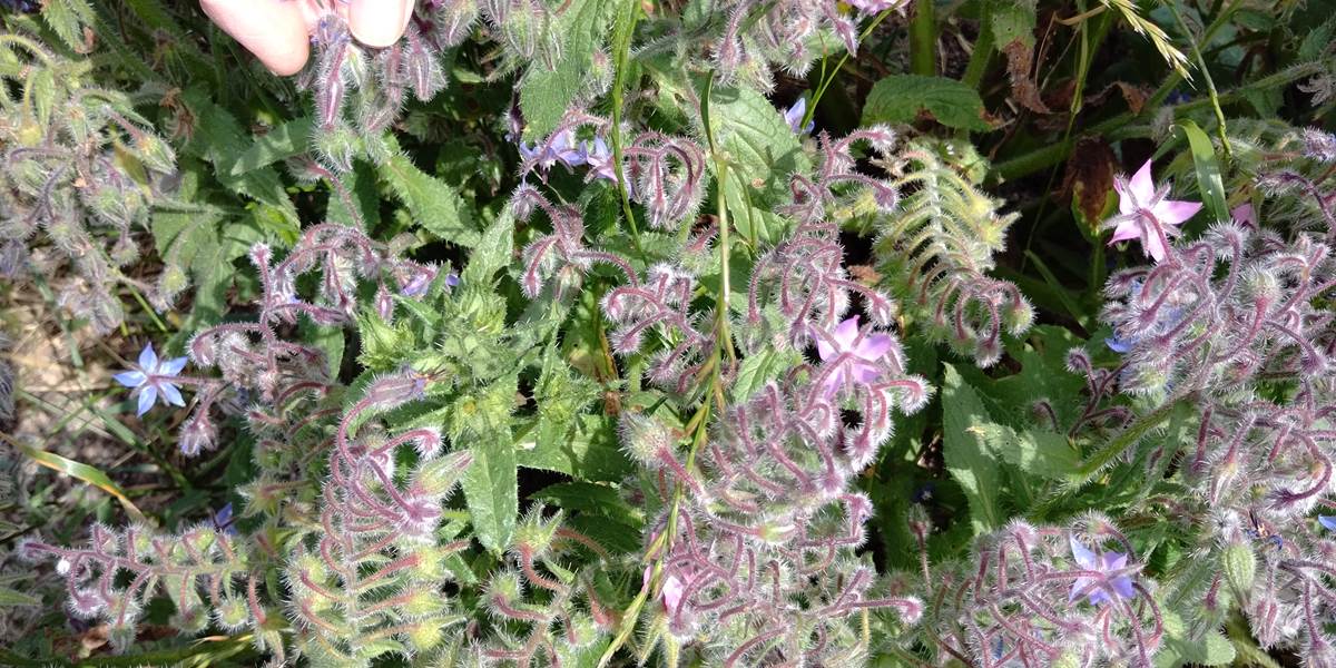 Récolte de plantes sauvages