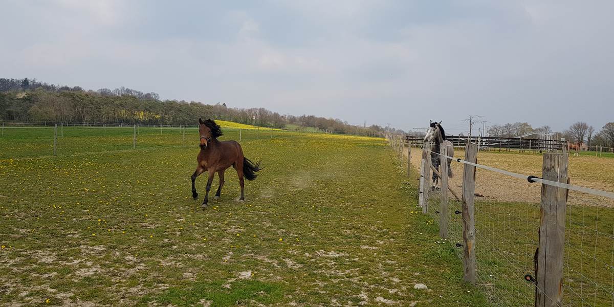 Cheval