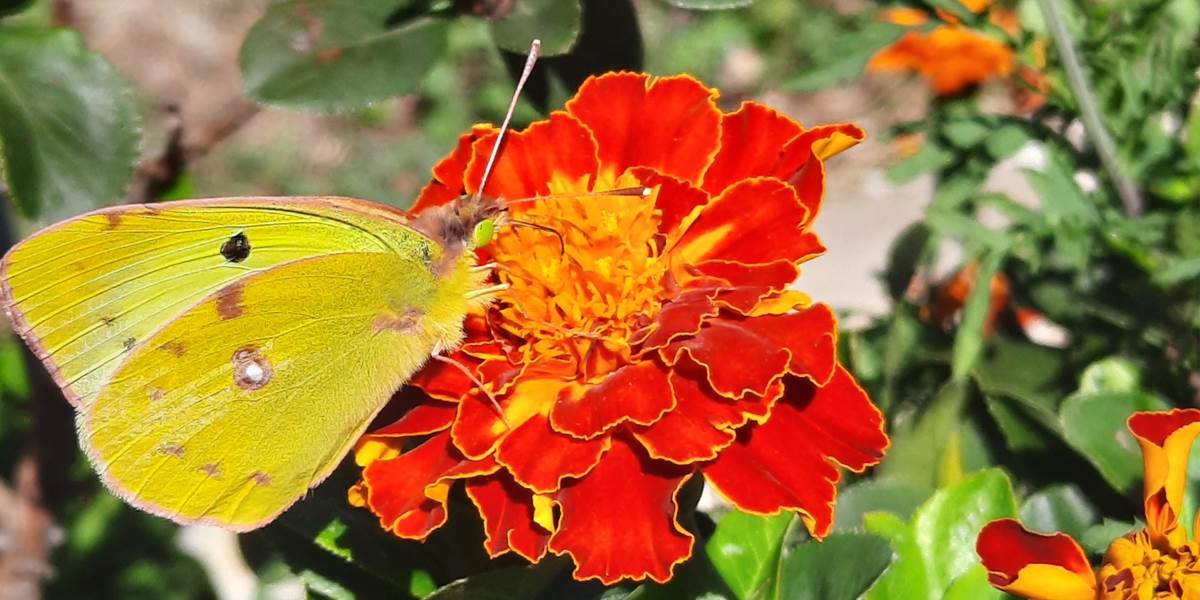 Au jardin