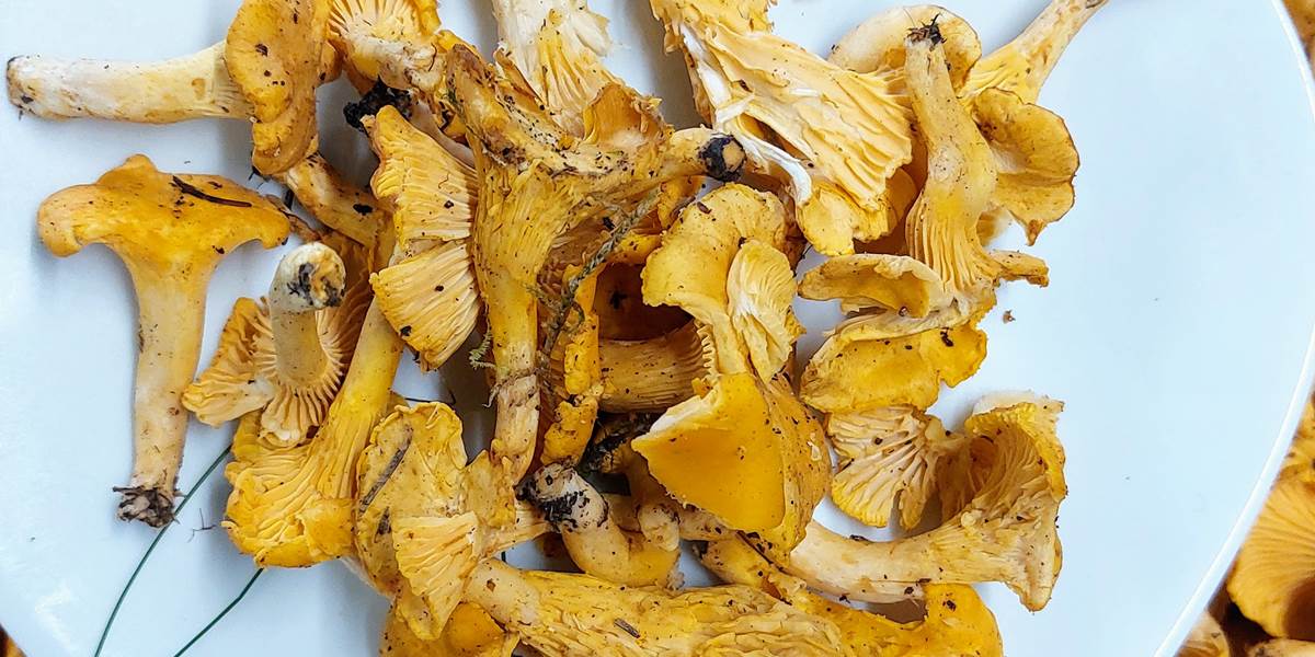 girolles de juillet , cadeau de la nature limousine au Ranch des Lacs