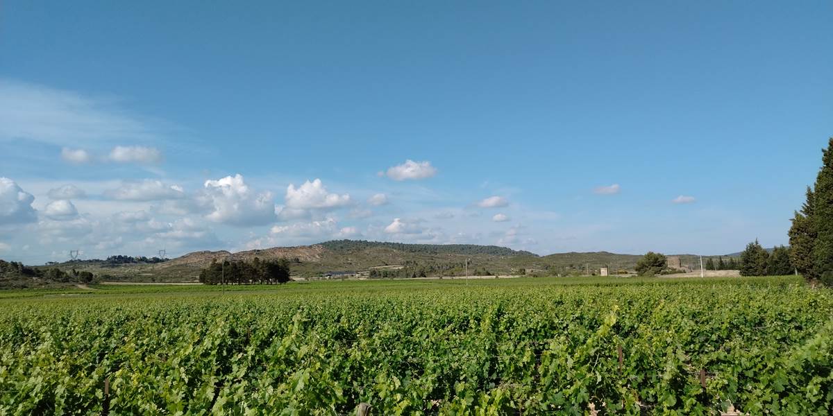 Vue de la piscine du Coq du Nord -Mailhac