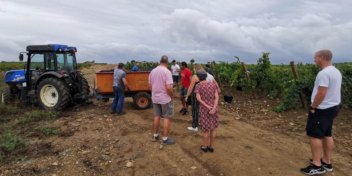 Les vendanges
