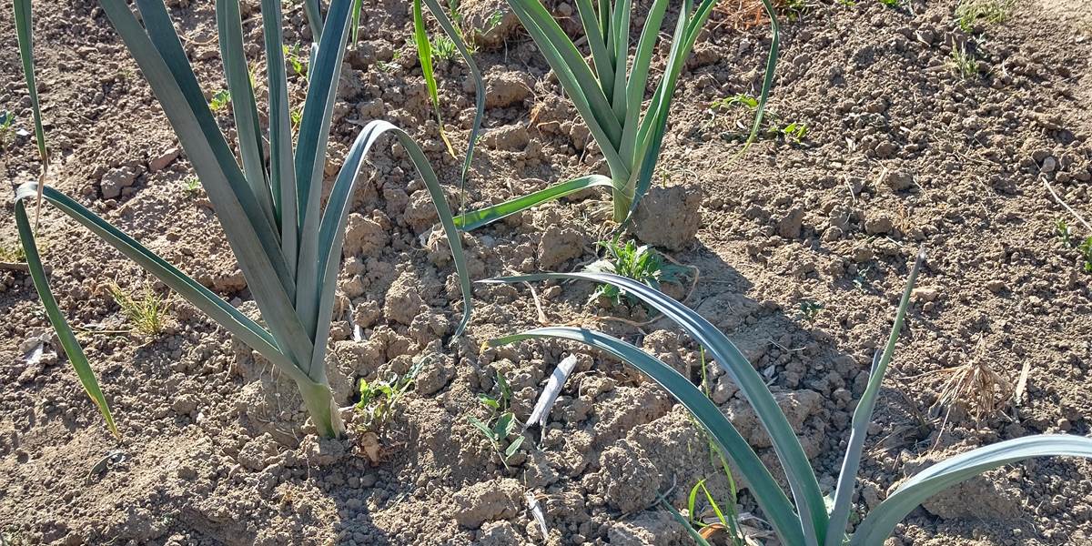 Légumes du potager "Le Coq du Nord -Mailhac"