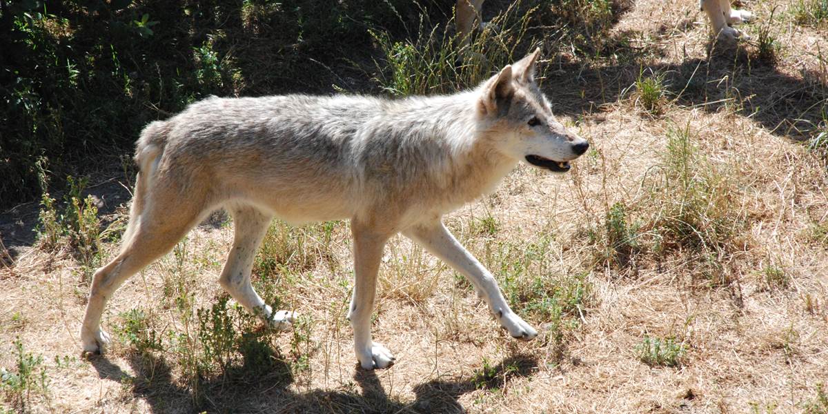 Les Chalets de la Margeride: Le Loup en recherche de son repas