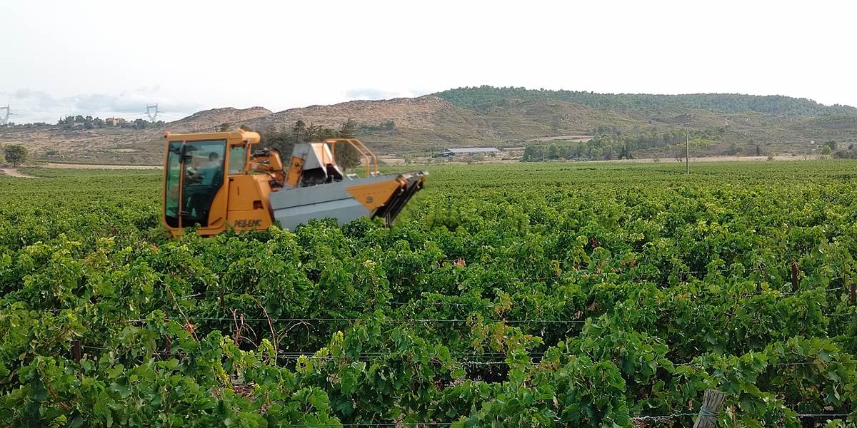 Petit déjeuner en observant les vendanges 🍇🍇🍇