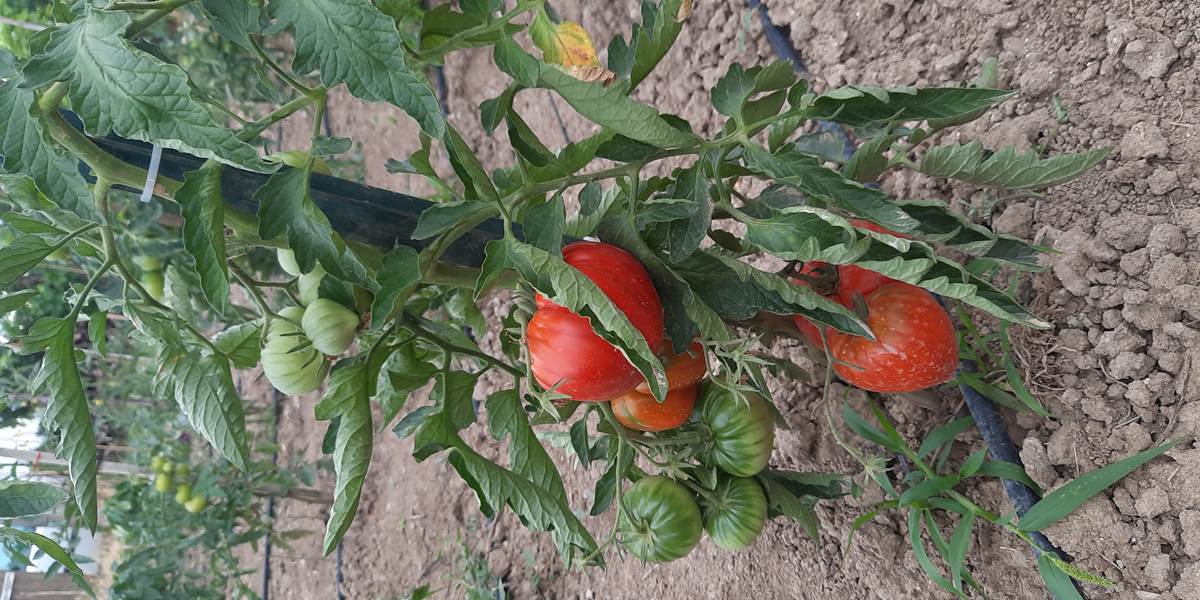 Le Coq du Nord - Mailhac et ses tomates du potager