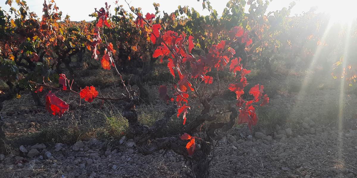 Vignes aux couleurs automnales