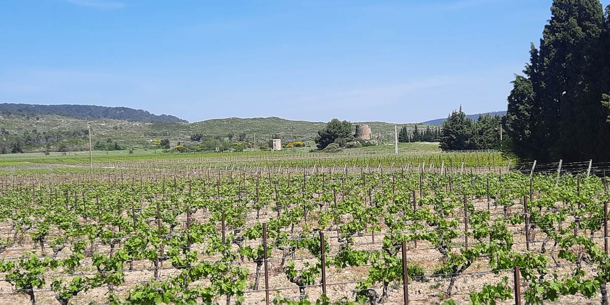 Vue sur les vignes 🍇🍇🍇