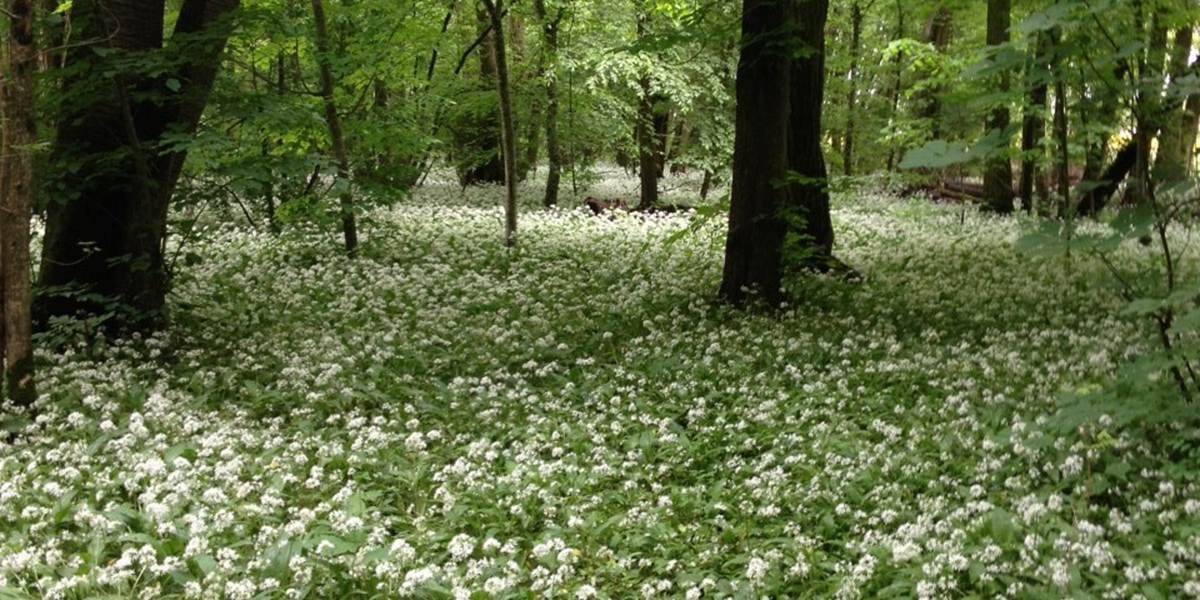 Petit bois du parc du château : l'ail des ours généreux au printemps