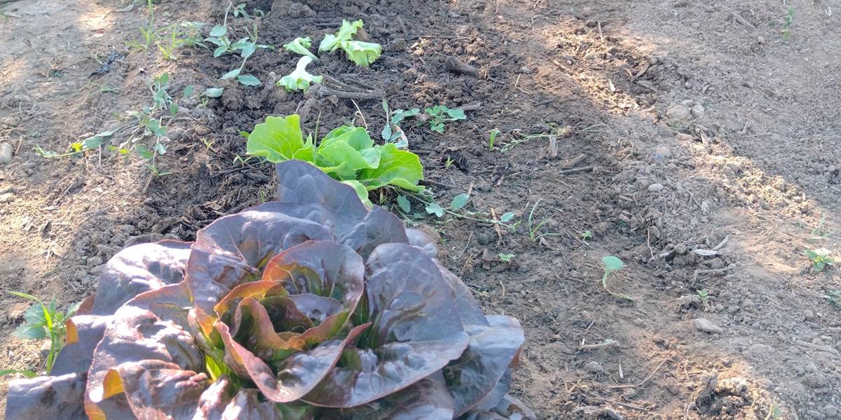 Les légumes du potager pour les tables d'hôtes du Coq du Nord -Mailhac