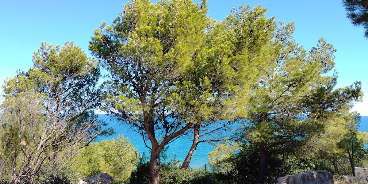 Leucate