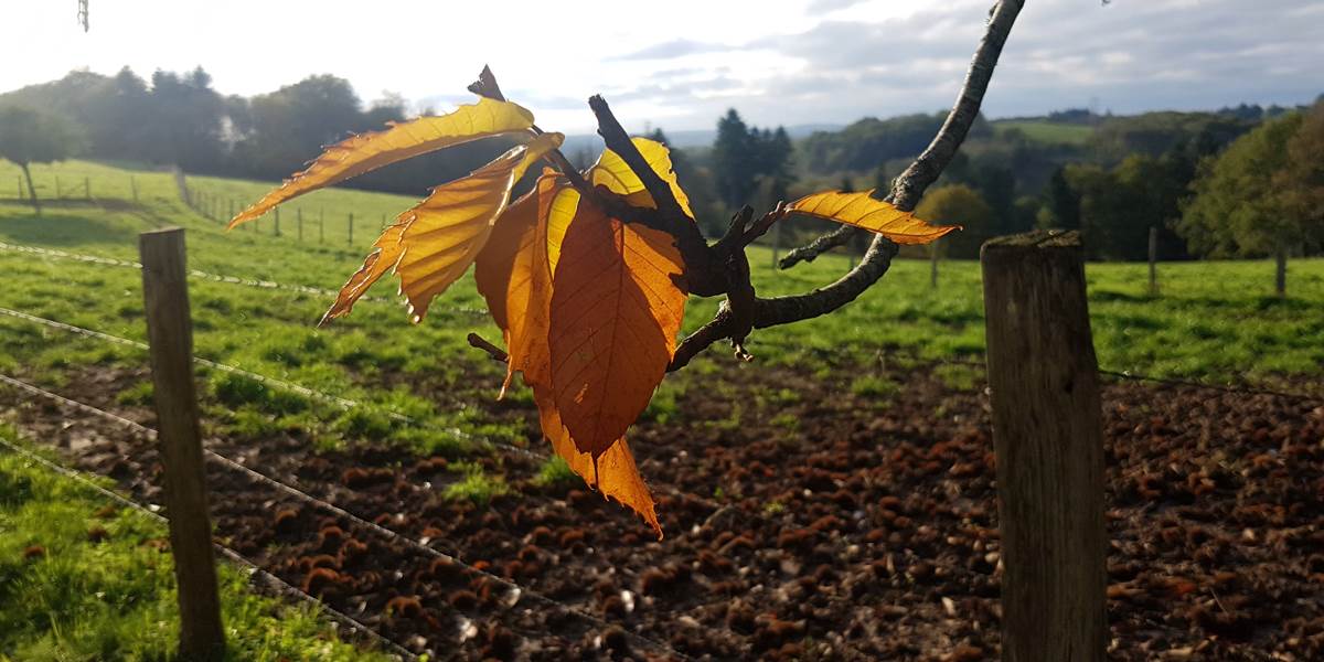 Couleurs d'automne au Ranch des Lacs