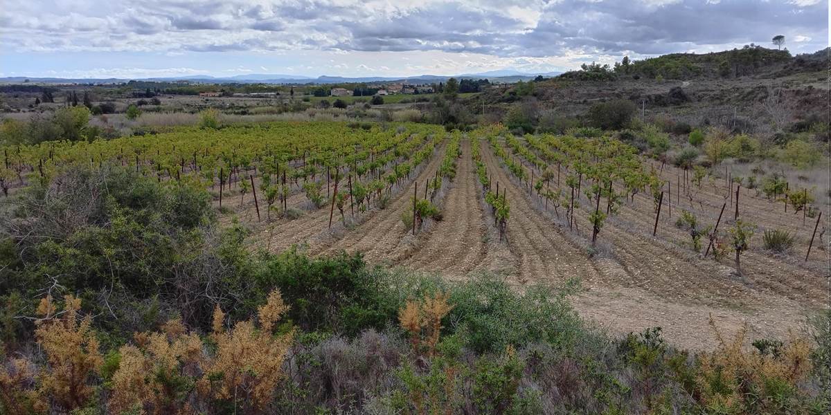 Balade dans les vignes de Mailhac