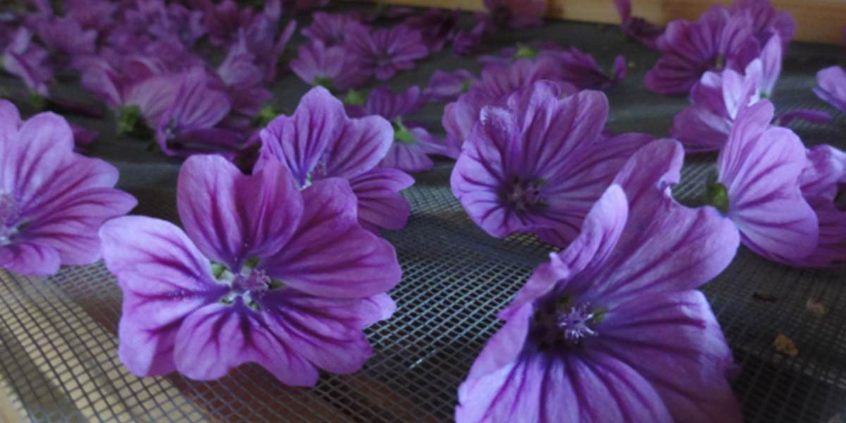 fleurs séchées mauve