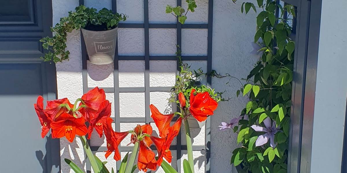 terrasse fleurie