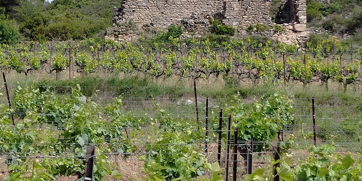 Vestiges de Mailhac