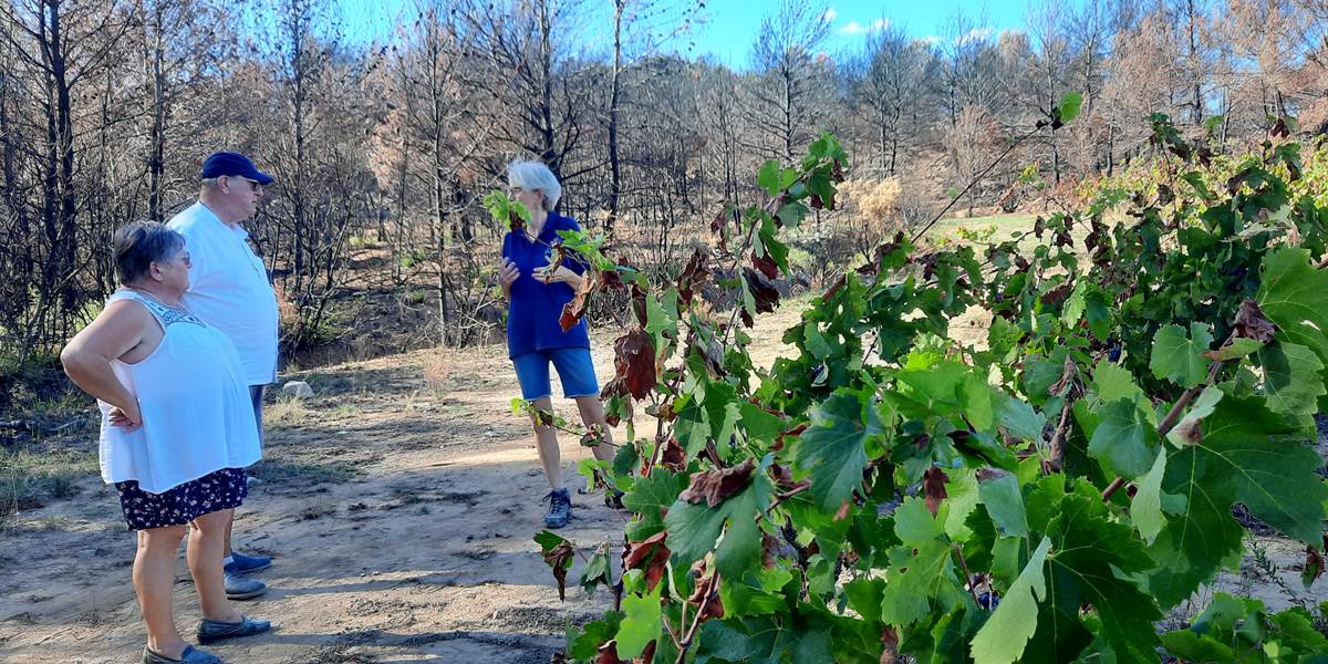 balade dans les vignes