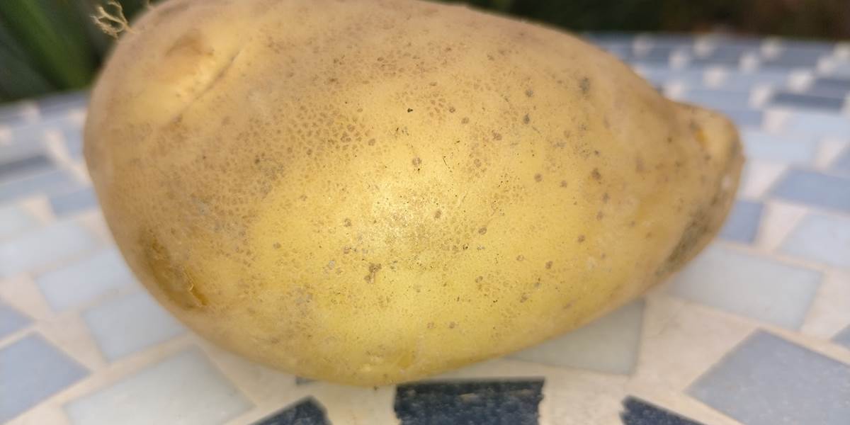Pommes de terre du potager "Le Coq du Nord-Mailhac"