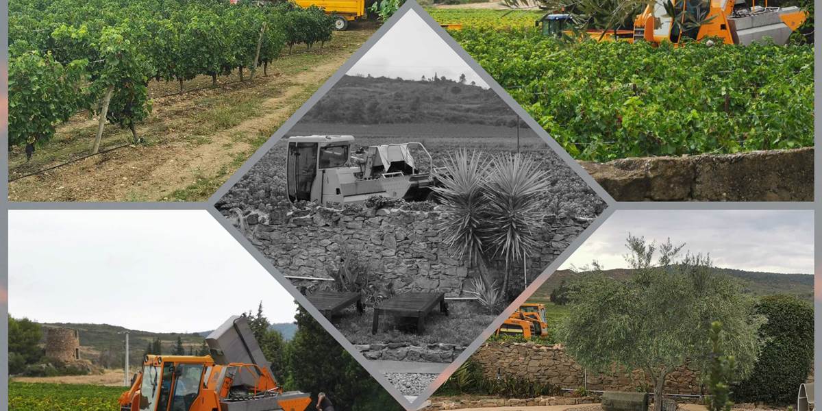 Vendanges 2021