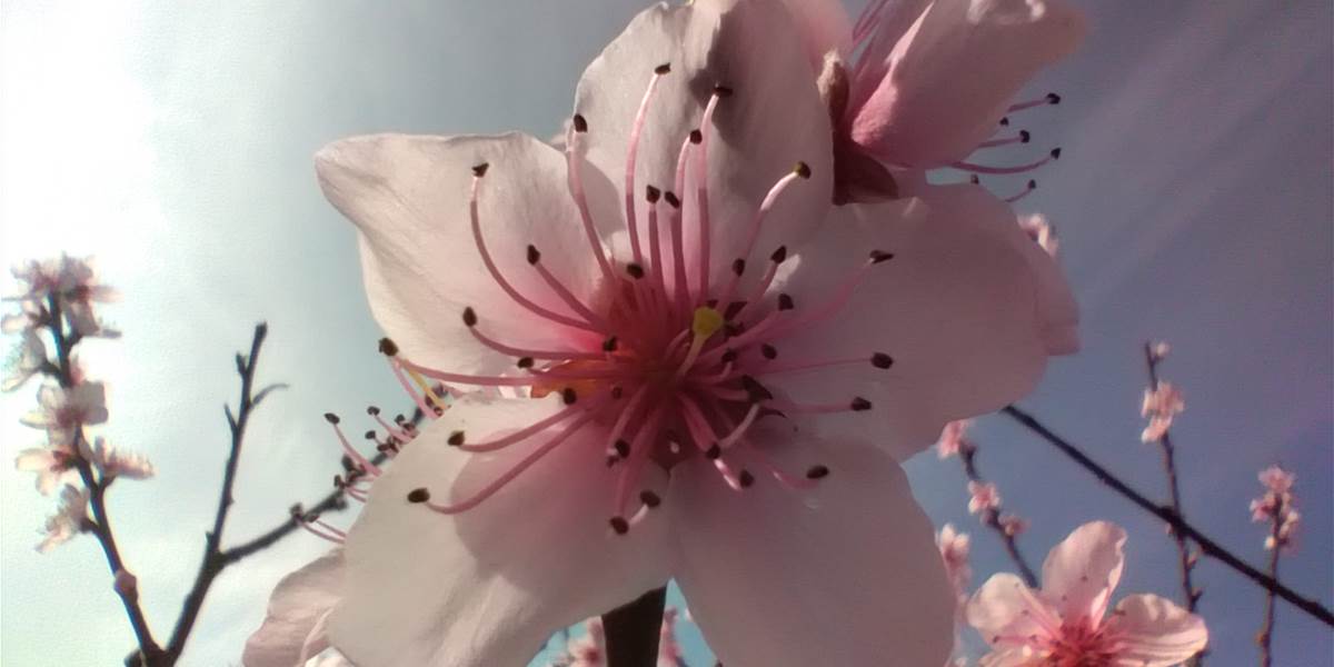 Les premiers arbres en fleurs 🌺🌸🌼