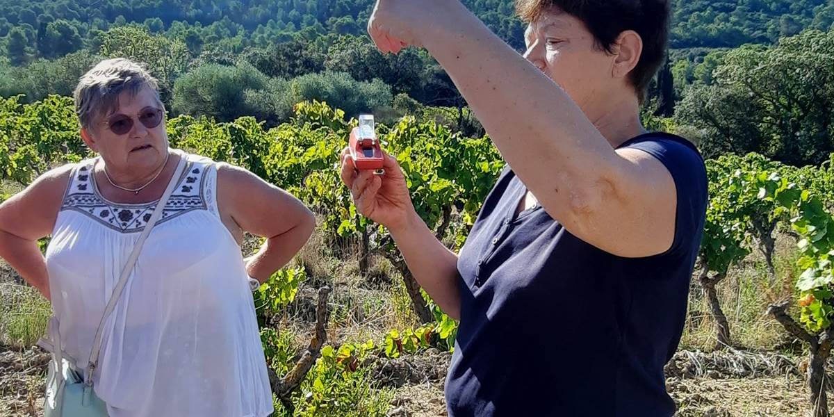 Nos hôtes en pleine activité pour découvrir les vendanges à Mailhac