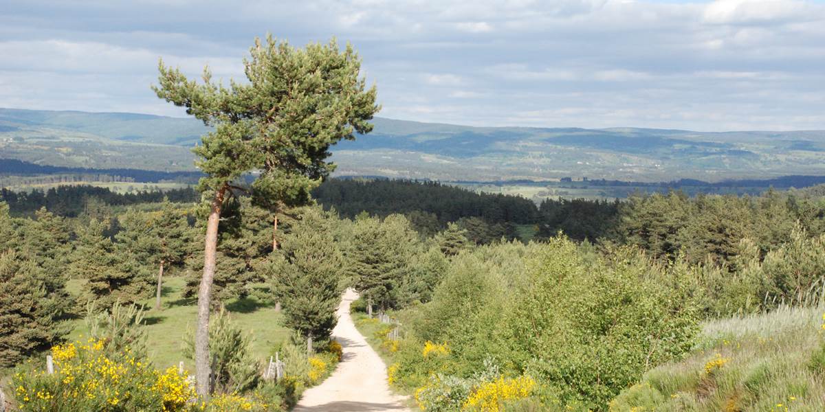 Les Chalets de la Margeride: A perte de vue