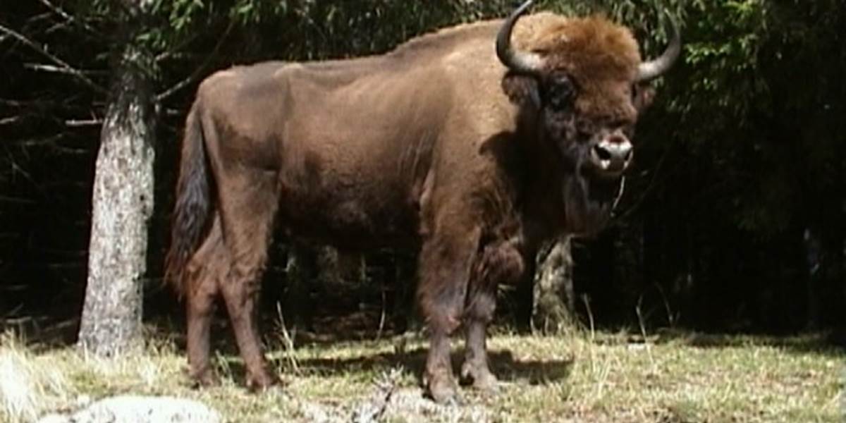 BISON 29 JE POSE EN ENTIER