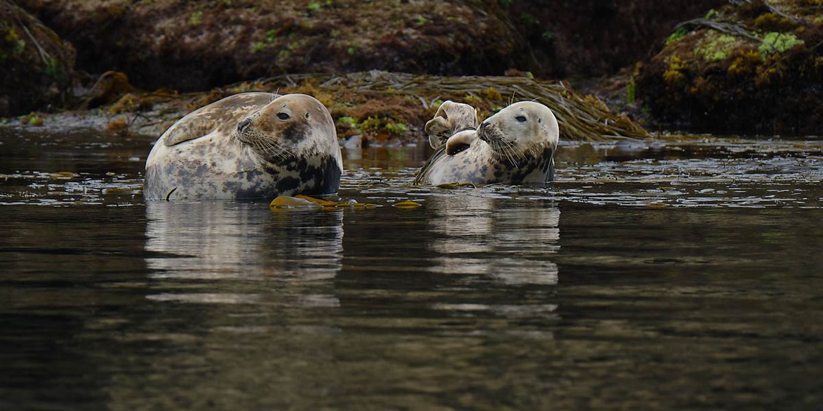 Au  plaisir de cette observation nature, vous apprendrez mille choses sur ces  animaux marins.