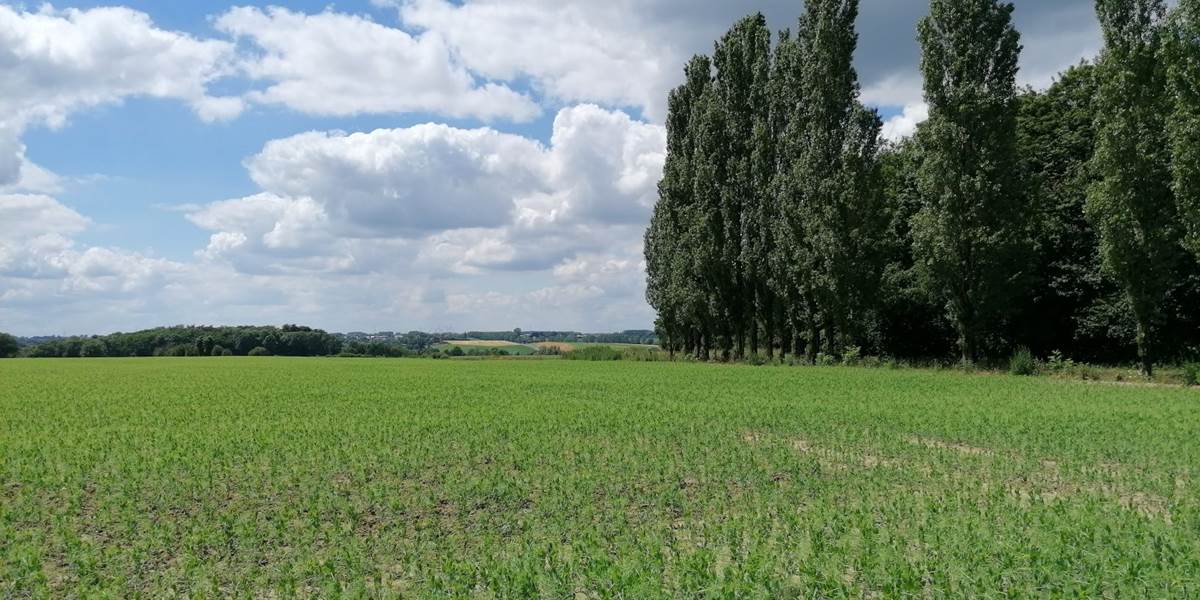 Flémalle-Promenade balisées N2-Juin 2019-Paysage peuplier
