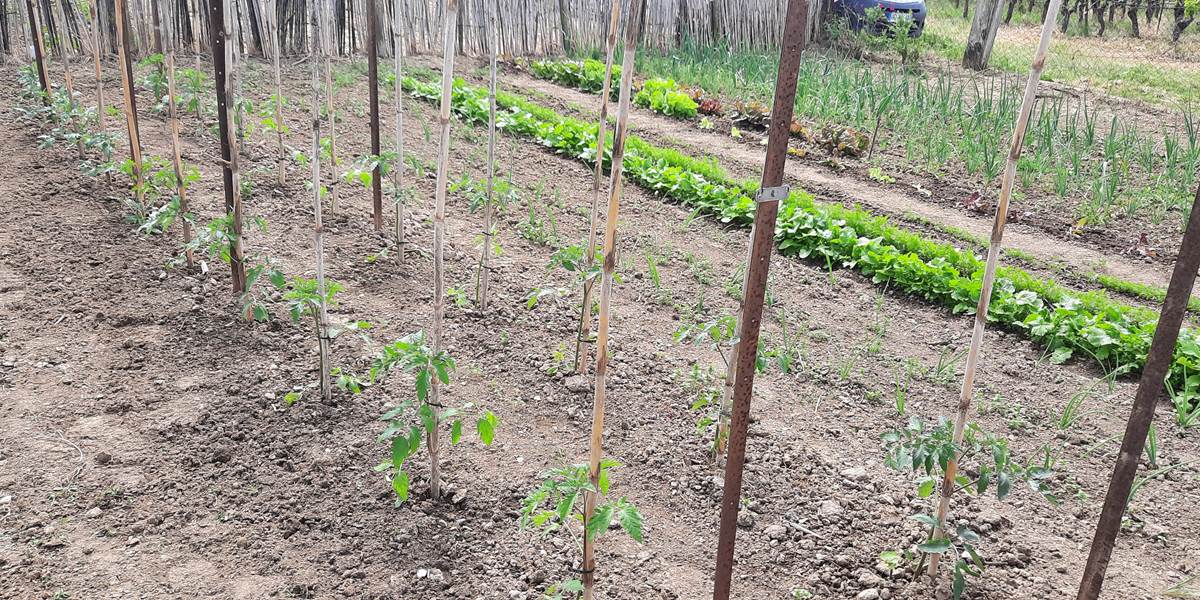 Potager "Le Coq du Nord-Mailhac"