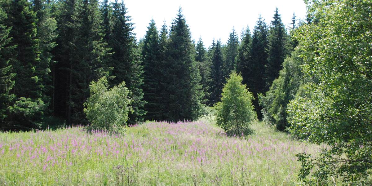 Paysage de Margeride