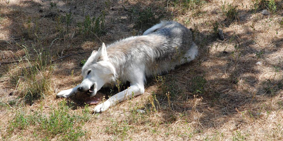 Les Chalets de la Margeride: Le repas du loup