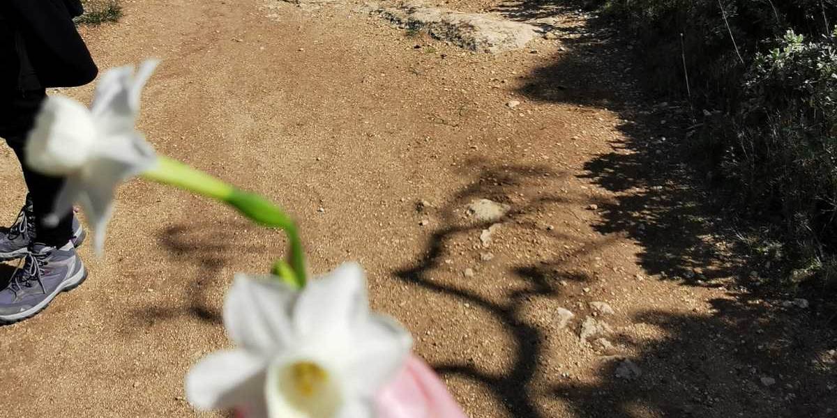 Cette plante est -elle comestible?