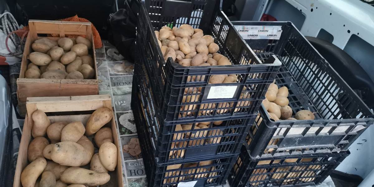 Pommes de terre du potager "Le Coq du Nord-Mailhac"