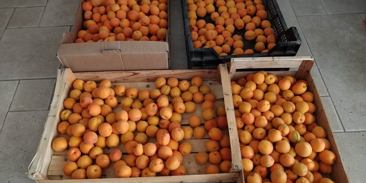 Fruits et légumes pour les tables d'hôtes du Coq du Nord -Mailhac