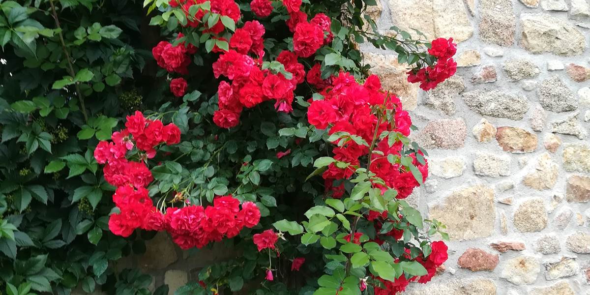 rosier rouge sur la façade en pierres