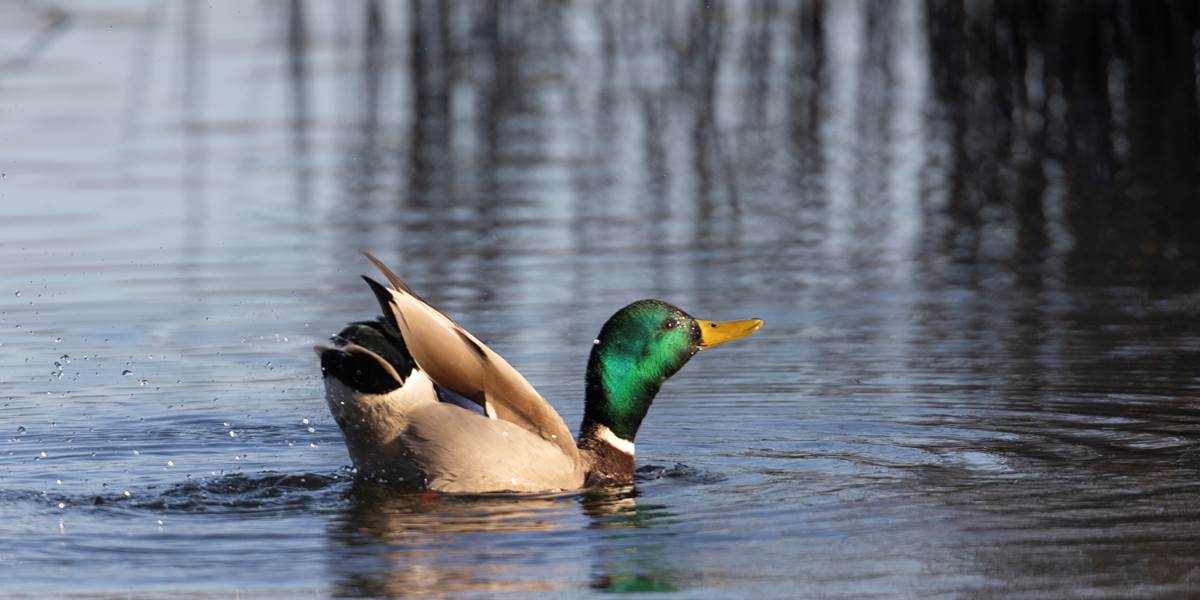 Canard Colvert