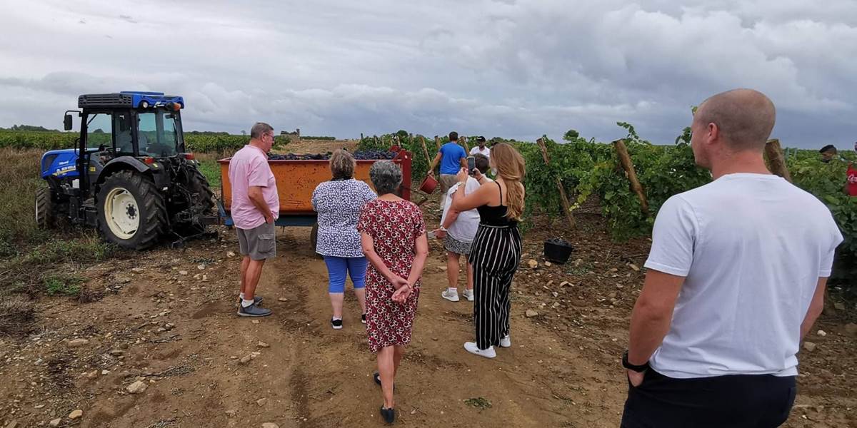 Les vendanges à Mailhac