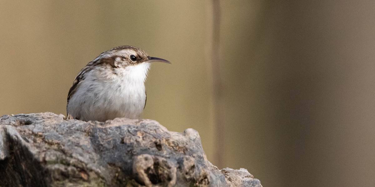 22.02.19- Grimpereau des jardins-Thomas Bosmans