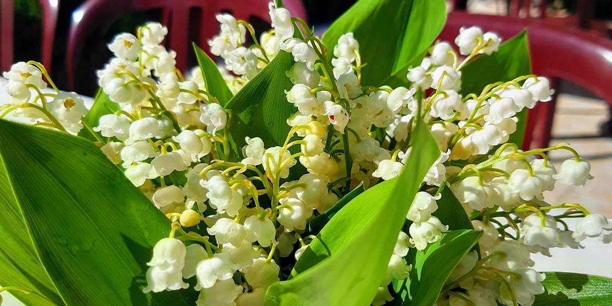 Muguet, jolies clochettes annonçant bonheur, senteur, renouveau