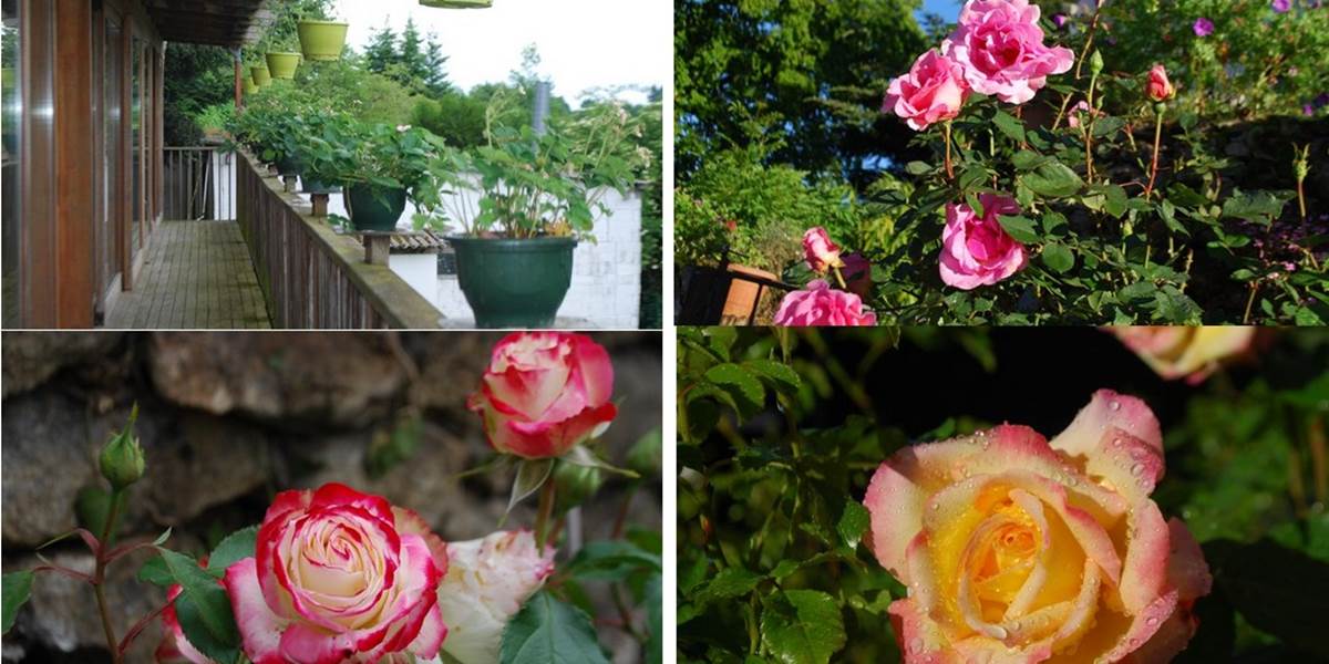mois de juin un bouquet de roses au Ranch des Lacs 87120