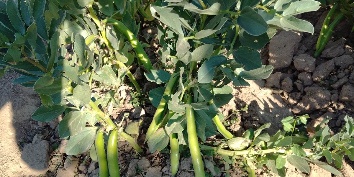 Légumes du potager "Le Coq du Nord -Mailhac"